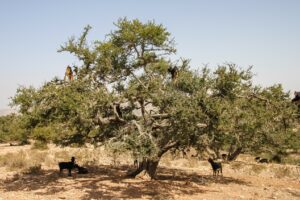 Ein Arganbaum – von ihm stammt das wertvolle Arganöl. Foto: Ksundria via Twenty20