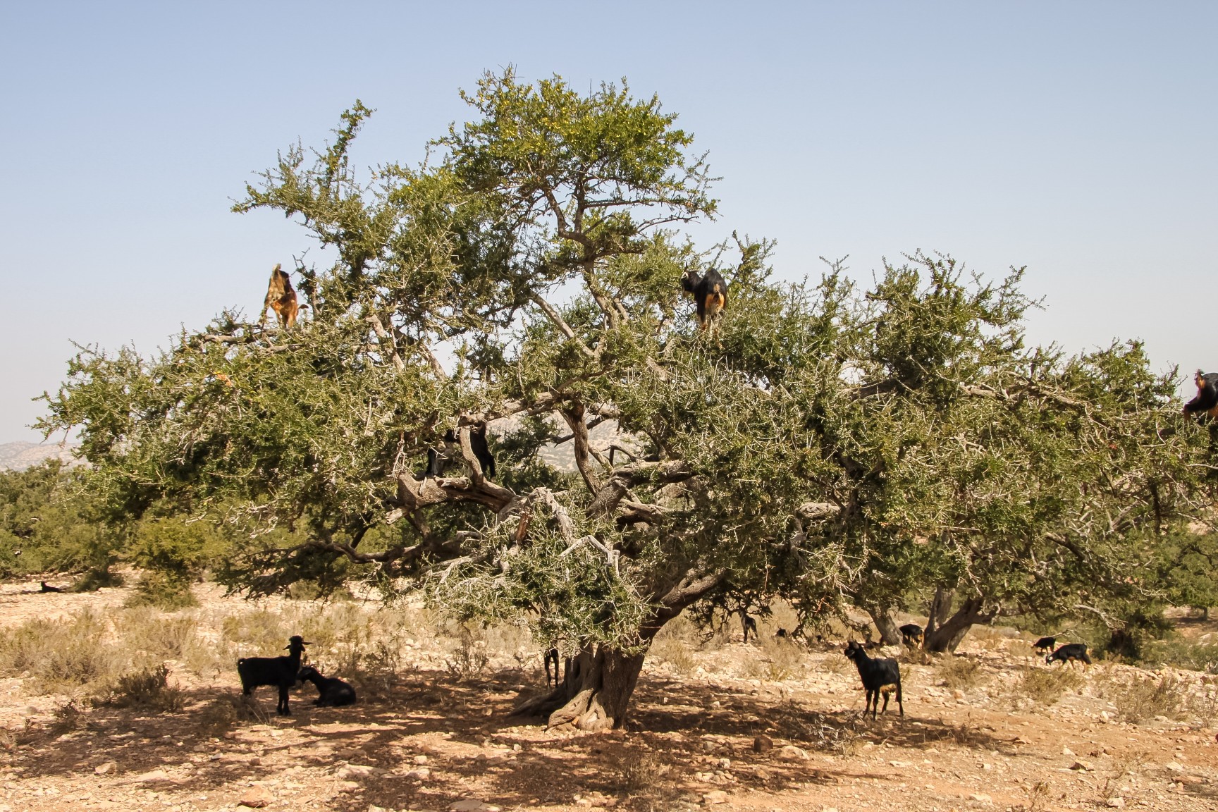 Ein Arganbaum – von ihm stammt das wertvolle Arganöl. Foto: Ksundria via Twenty20